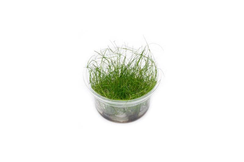 Eleocharis Vivipara Tissue Culture Aquatic Plant - Buce Plant