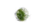 Eleocharis Vivipara Tissue Culture Aquatic Plant - Buce Plant