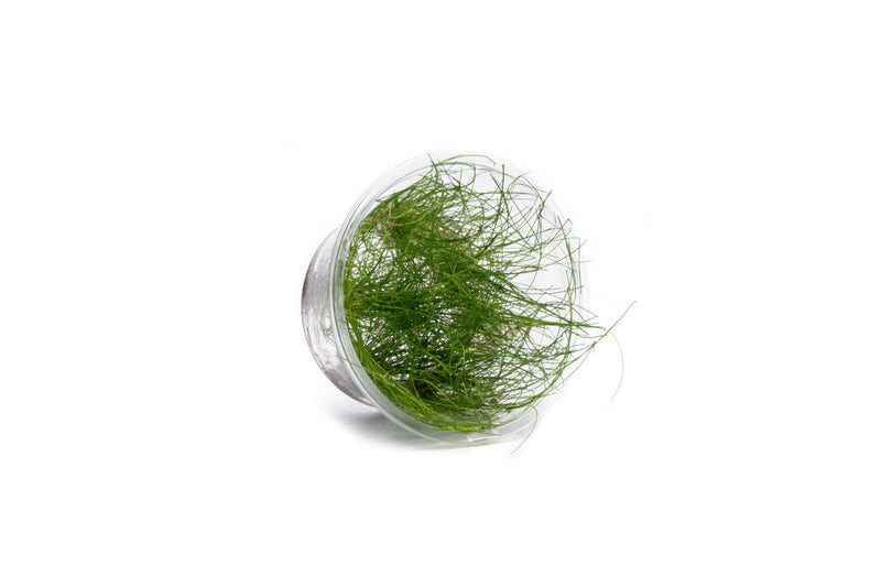 Eleocharis Vivipara Tissue Culture Aquatic Plant - Buce Plant