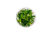 Eriocaulon Cinereum UNS Tissue Culture Aquatic Plant - Buce Plant