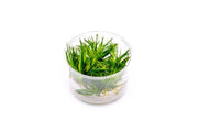 Eriocaulon Cinereum UNS Tissue Culture Aquatic Plant - Buce Plant