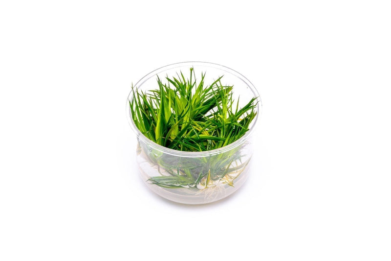 Eriocaulon Cinereum UNS Tissue Culture Aquatic Plant - Buce Plant