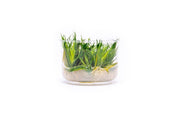 Eriocaulon Cinereum UNS Tissue Culture Aquatic Plant - Buce Plant