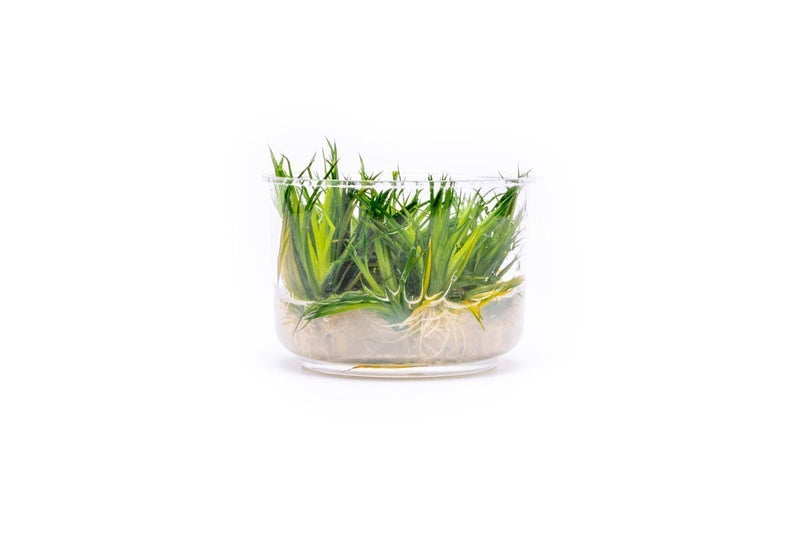 Eriocaulon Cinereum UNS Tissue Culture Aquatic Plant - Buce Plant