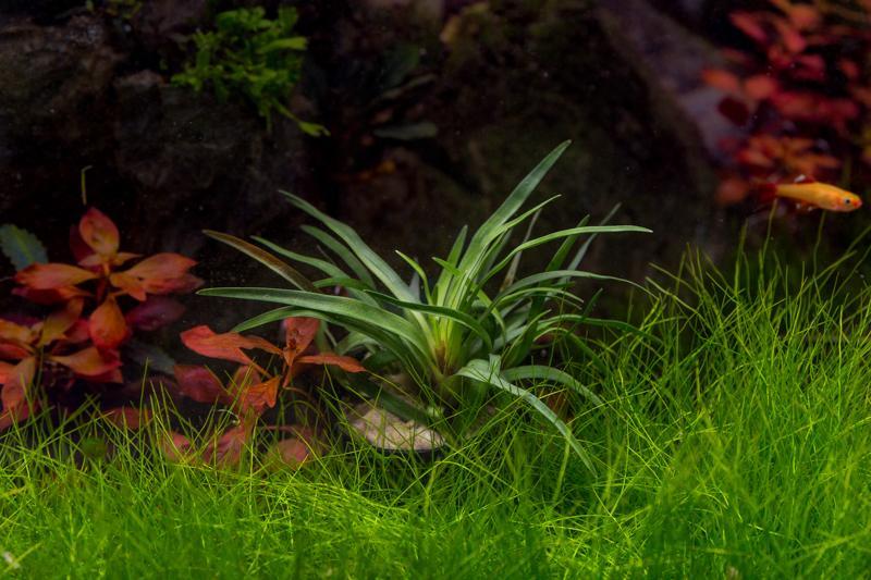 Eriocaulon sp Vietnam aquatic plant from IS, showcasing slender green stems and small round leaves suitable for freshwater aquariums.