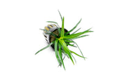 Eriocaulon sp Vietnam aquatic plant by IS, featuring slender green stems and delicate round flower heads in a freshwater aquarium setting.