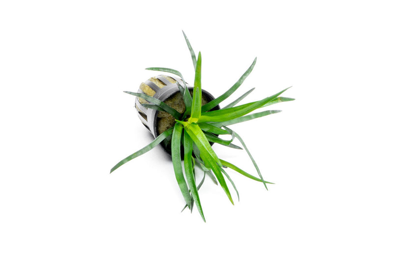 Eriocaulon sp Vietnam aquatic plant by IS, featuring slender green stems and delicate round flower heads in a freshwater aquarium setting.
