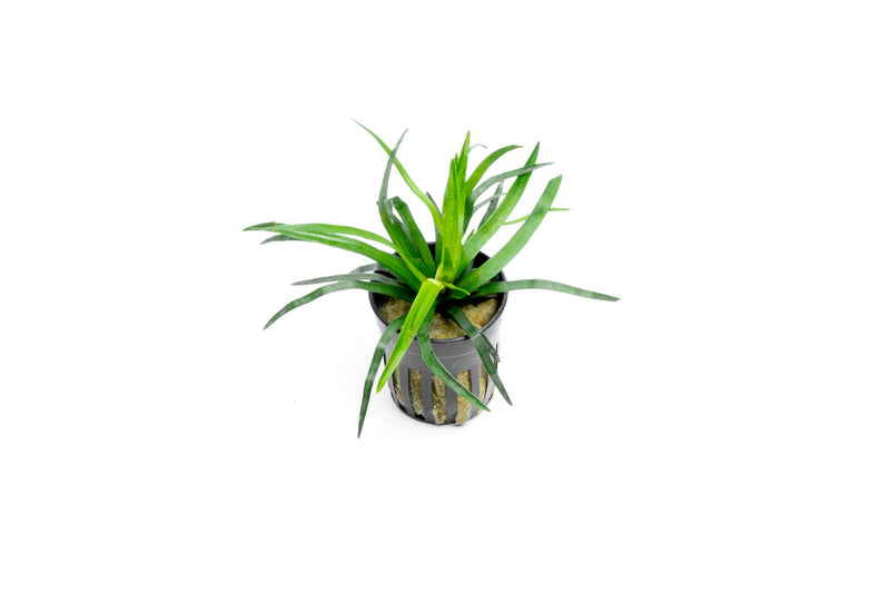 Aquatic plant Eriocaulon sp Vietnam from IS, showing slender green stems and delicate round flower heads in a lush aquatic environment.