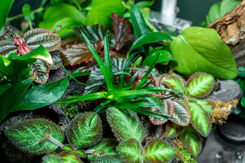 Eriocaulon sp Vietnam aquatic plant from IS, showing slender green stems and delicate round flower heads in an aquatic environment.