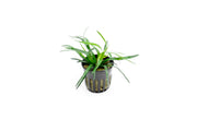 Aquatic plant Eriocaulon sp Vietnam from IS, featuring slender green stems and round flower heads suitable for freshwater aquariums.