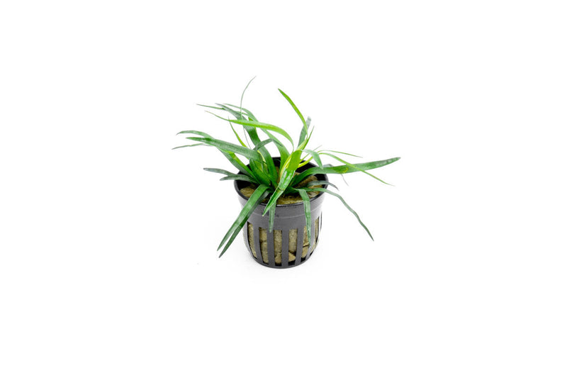 Aquatic plant Eriocaulon sp Vietnam from IS, featuring slender green stems and round flower heads suitable for freshwater aquariums.