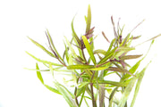 Eusteralis Stellata / Pogostemon Stellatus Aquatic Plant - Buce Plant