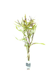 Eusteralis Stellata / Pogostemon Stellatus Aquatic Plant - Buce Plant
