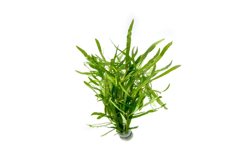 Eusteralis Stellata / Pogostemon Stellatus Aquatic Plant - Buce Plant