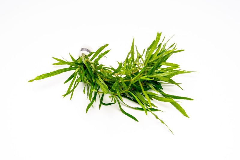 Eusteralis Stellata / Pogostemon Stellatus Aquatic Plant - Buce Plant