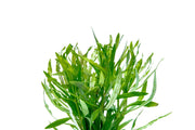Eusteralis Stellata / Pogostemon Stellatus Aquatic Plant - Buce Plant