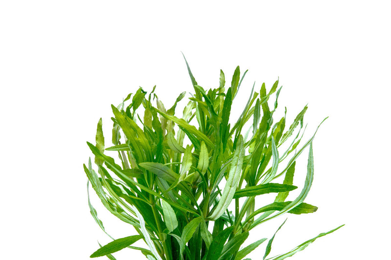 Eusteralis Stellata / Pogostemon Stellatus Aquatic Plant - Buce Plant