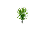 Eusteralis Stellata / Pogostemon Stellatus Aquatic Plant - Buce Plant