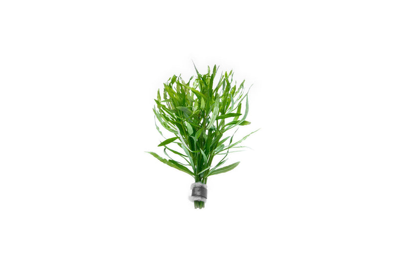 Eusteralis Stellata / Pogostemon Stellatus Aquatic Plant - Buce Plant