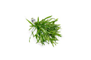 Eusteralis Stellata / Pogostemon Stellatus Aquatic Plant - Buce Plant