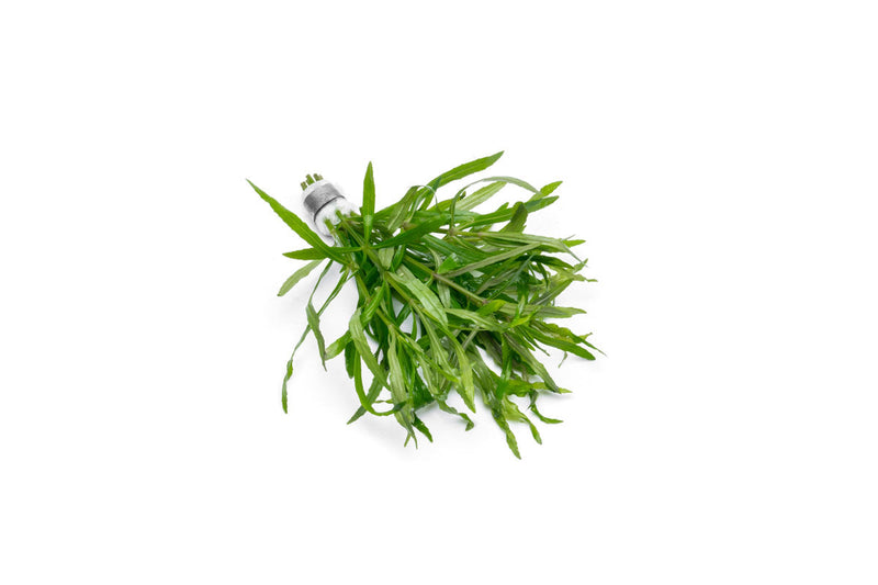 Eusteralis Stellata / Pogostemon Stellatus Aquatic Plant - Buce Plant