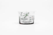 Eusteralis Stellata / Pogostemon Stellatus Aquatic Farmer Tissue Culture Aquatic Plant - Buce Plant