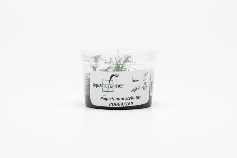 Eusteralis Stellata / Pogostemon Stellatus Aquatic Farmer Tissue Culture Aquatic Plant - Buce Plant