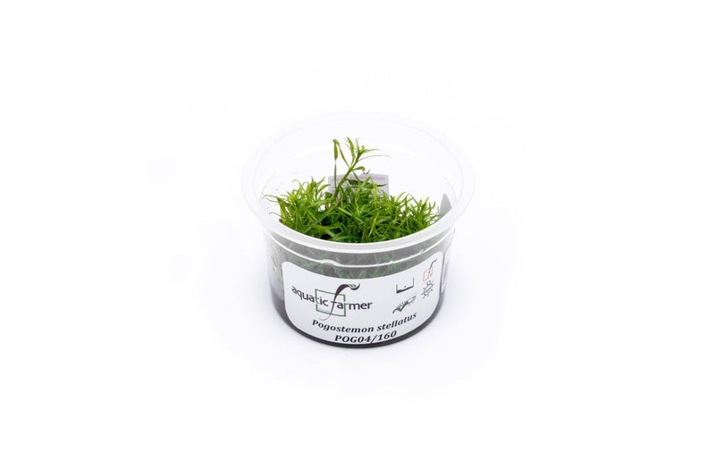 Eusteralis Stellata / Pogostemon Stellatus Aquatic Farmer Tissue Culture Aquatic Plant - Buce Plant