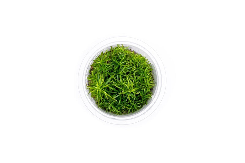 Eusteralis Stellata / Pogostemon Stellatus Aquatic Farmer Tissue Culture Aquatic Plant - Buce Plant