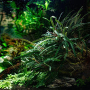 Fenestratarum Mulyadii Aquatic Plant - Buce Plant