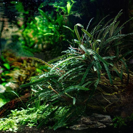 Fenestratarum Mulyadii Aquatic Plant - Buce Plant