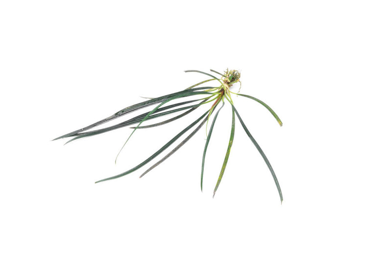 Fenestratarum Culum Terrarium Plant - Buce Plant
