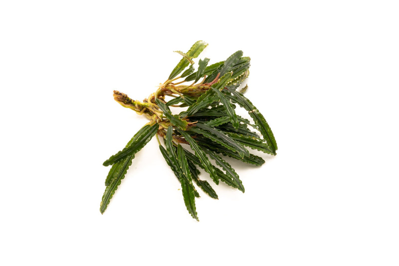 Fenestratarum Mulyadii Aquatic Plant - Buce Plant