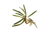 Fenestratarum Mulyadii Aquatic Plant - Buce Plant