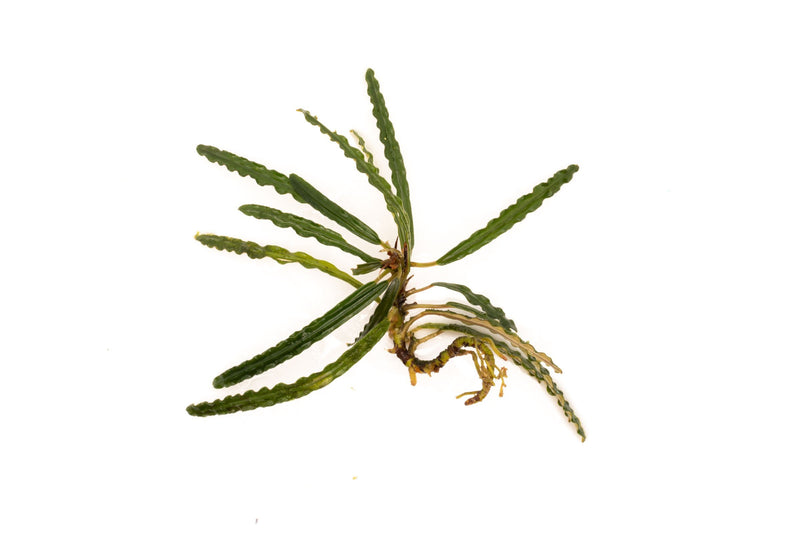 Fenestratarum Mulyadii Aquatic Plant - Buce Plant