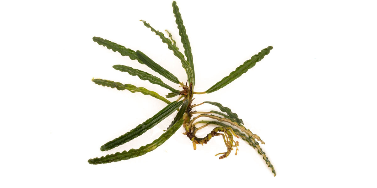 Fenestratarum Mulyadii - Freshwater Aquascaping Plant — Buce Plant