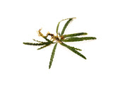 Fenestratarum Mulyadii Aquatic Plant - Buce Plant