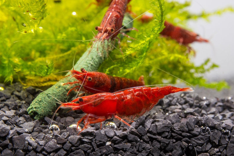 Bright red Fire Red Cherry Shrimp from JA, showcasing vibrant coloration and delicate body details in an aquatic environment.