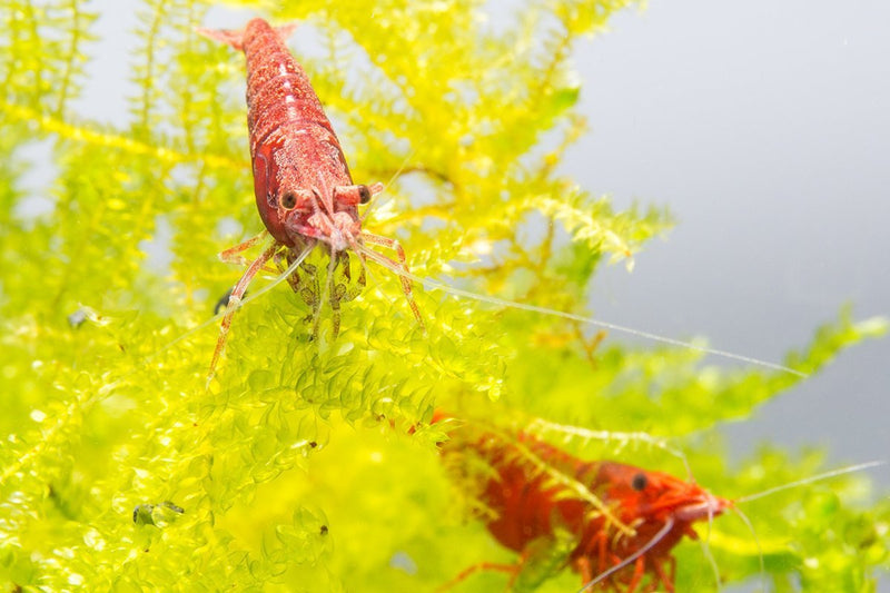Bright red Fire Red Cherry Shrimp from JA, showcasing vibrant color and detailed shell pattern in an aquatic habitat.