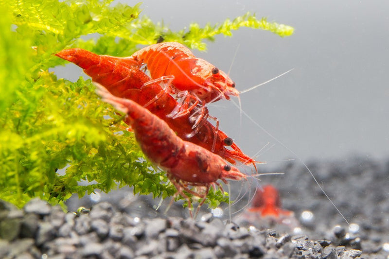 Bright red Fire Red Cherry Shrimp from JA, showing vibrant coloration and detailed shell pattern in a freshwater aquarium setting.