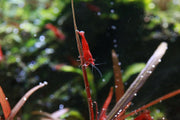 Bright red Fire Red Cherry Shrimp from JA, showcasing vibrant coloration and detailed body features in an aquatic environment.