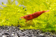 Bright Fire Red Cherry Shrimp from JA, showcasing vibrant red coloration and delicate body details.