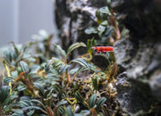 Bright red Fire Red Cherry Shrimp from JA, showcasing vibrant color and delicate features in an aquatic environment.