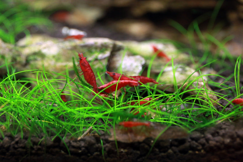 Bright red Fire Red Cherry Shrimp from JA, showcasing vibrant coloration and detailed shell pattern in an aquatic environment.