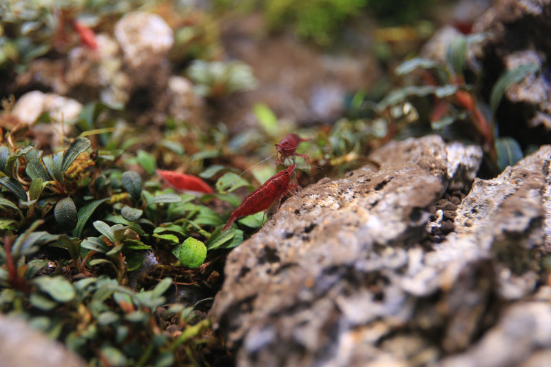 Bright red Fire Red Cherry Shrimp from JA, showing vibrant coloration and detailed body features in an aquatic environment.