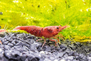 Bright red Fire Red Cherry Shrimp from JA brand, showcasing vibrant color and detailed shells in an aquatic environment.