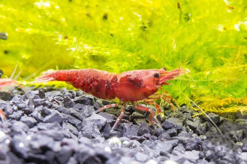 Bright red Fire Red Cherry Shrimp from JA brand, showcasing vibrant color and detailed shells in an aquatic environment.