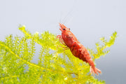 Bright fire red cherry shrimp from JA, showcasing vibrant coloration and detailed shell, ideal for freshwater aquariums.