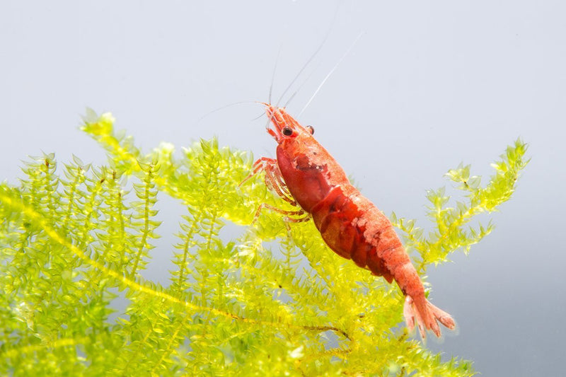 Bright fire red cherry shrimp from JA, showcasing vibrant coloration and detailed shell, ideal for freshwater aquariums.