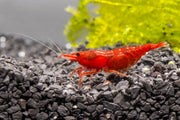 Bright red Fire Red Cherry Shrimp from JA, showcasing vibrant color and detailed body pattern in an aquatic habitat.